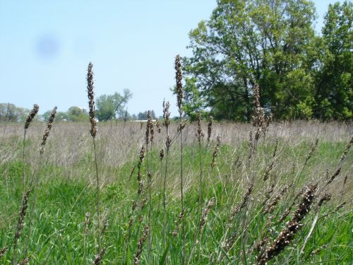 wild grasses prairie open field