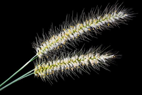 wild grasses grasses spike