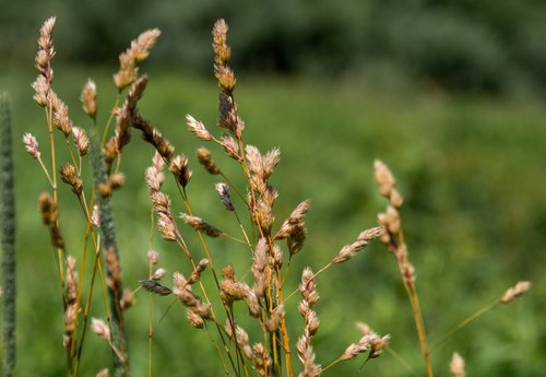 wild grasses  nature  green