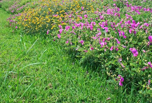 wild growing flowers flowers wild