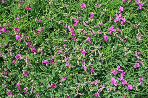 Wild Growing Pink Flowers