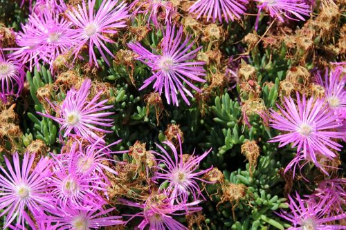 wild growth flowers plant