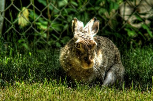 wild hare bunny rabbit