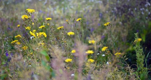 wild herbs wild flowers summer