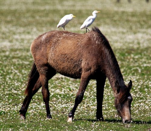 wild horse egrets spain