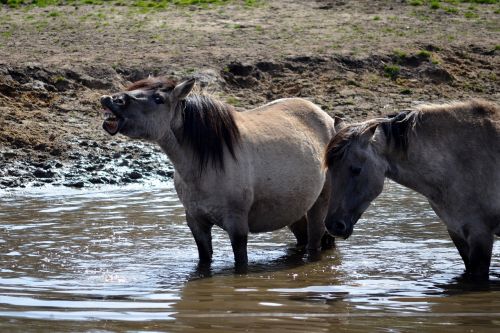 wild horse dülmen germany mammal