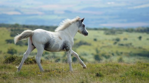 wild horse  horse  nature