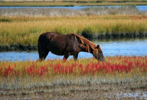 wild horse marsh pony grazing