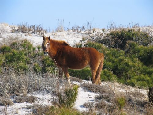 wild horse assateague island wildlife