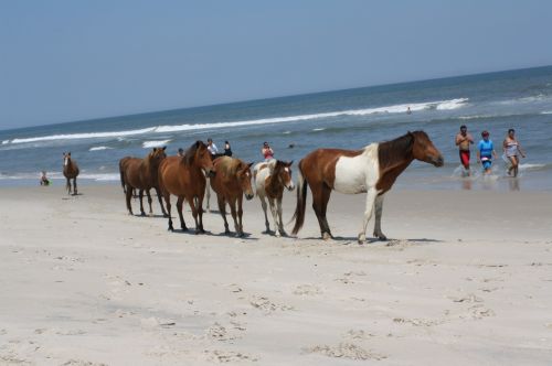 Wild Horse Family Beach Day