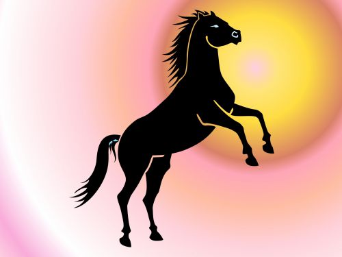 Wild Horse  On Gradient