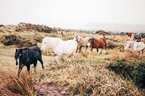 Wild Horses