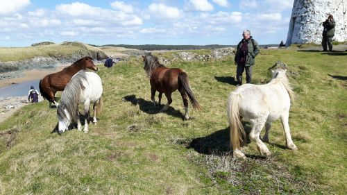 wild horses horse wild