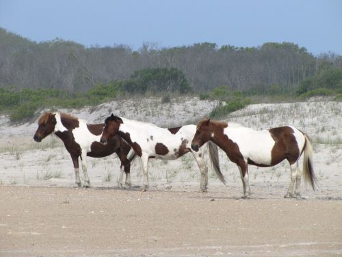 Wild Horses