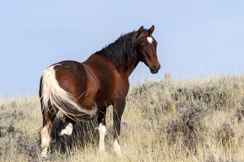 wild horses wild mustangs mustangs