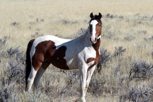 wild horses wild mustangs mustangs