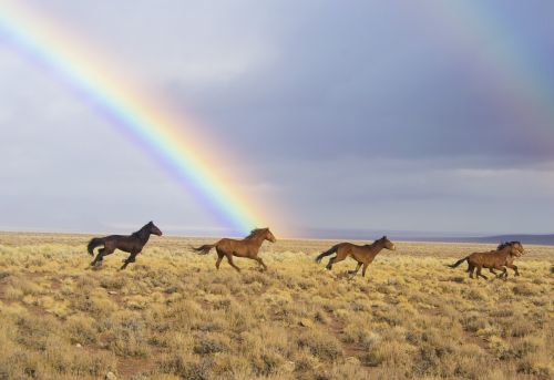 wild horses rainbow released