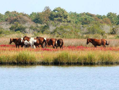 wild horses herd marsh ponies