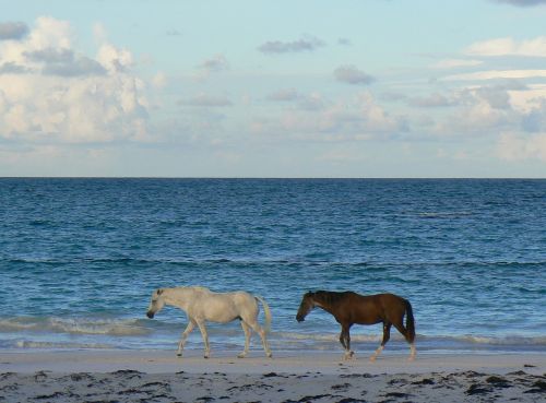 wild horses assateague island beach