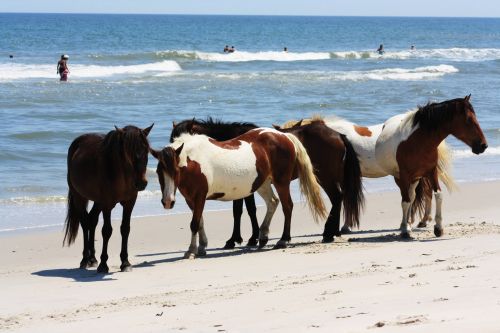 Wild Horses At The Beach