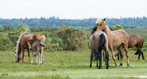 Wild Horses