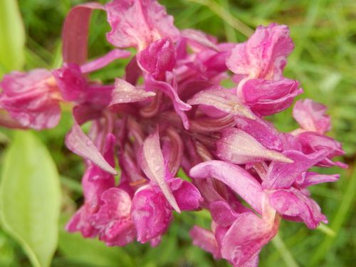 wild hyacinth flower spring