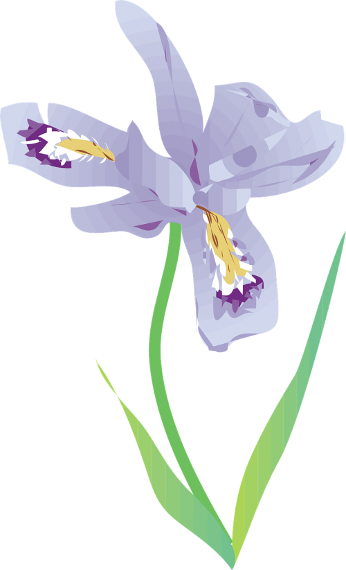 wild iris flower purple