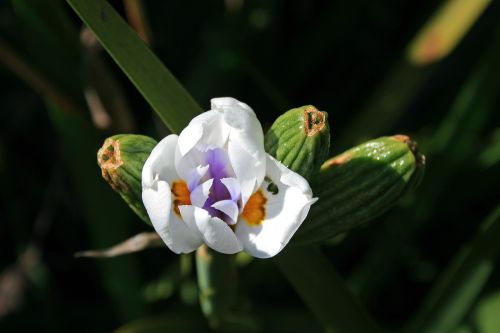 wild iris flower flower bloom