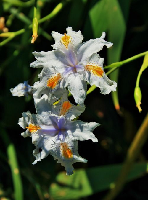 Wild Iris Flowers