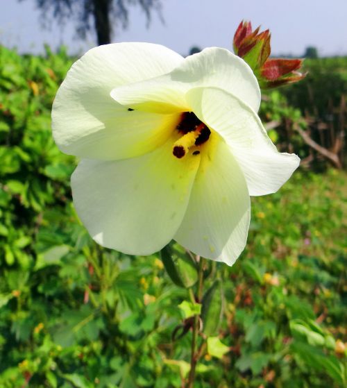 wild ladyfinger abelmoschus manihot flower