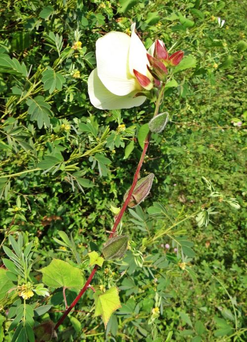 wild ladyfinger abelmoschus manihot flower