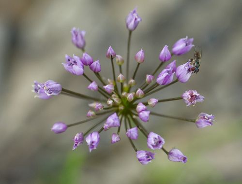wild leek purple flowers