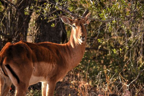 wild life africa sun safari