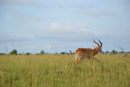 wild life uganda buschbock