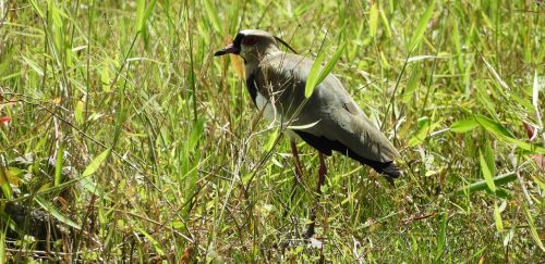 wild life nature birds