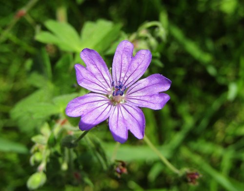 wild mallow  purple flower  single flower