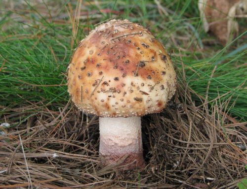 wild mushroom toadstool fungus