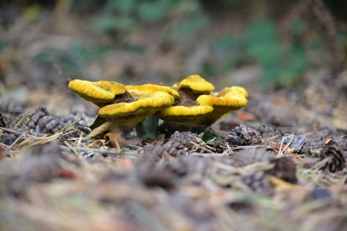 wild mushroom yellow nature