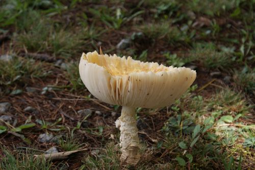 wild mushroom forest wild