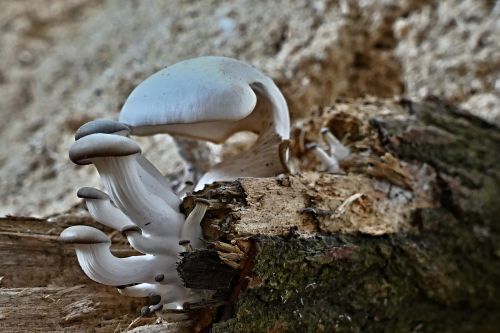wild mushrooms growth on