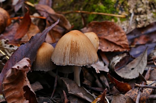 wild mushrooms  forest  nature