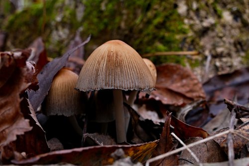 wild mushrooms  forest  nature