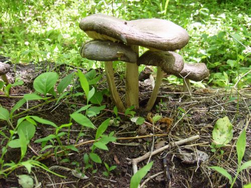 Wild Mushrooms