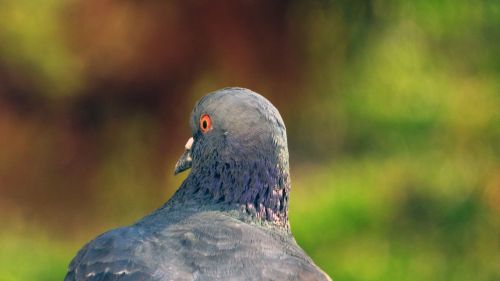 wild nature vták pigeon