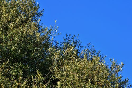 Wild Olive Tree And Blue Sky