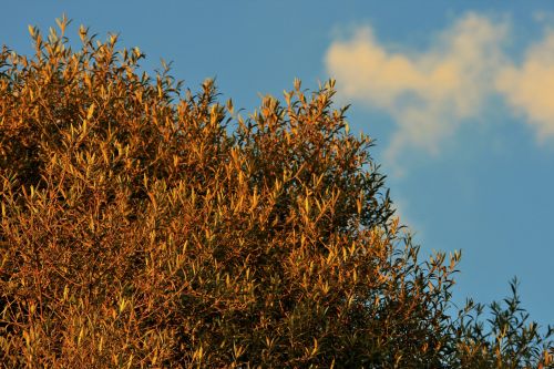 Wild Olive Tree In Sunlight