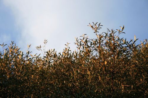 Wild Olive Tree Top