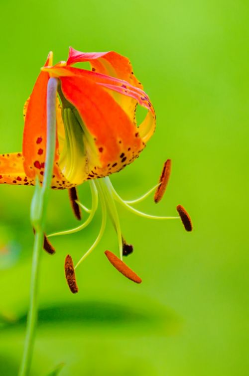 Wild Orange Lily