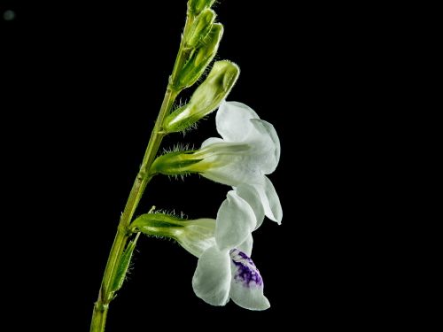 wild orchid blossom bloom