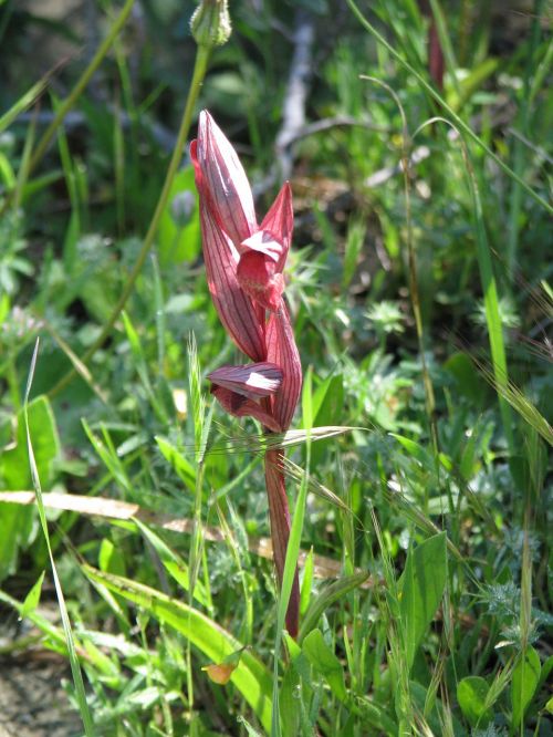 wild orchid cyprus flora